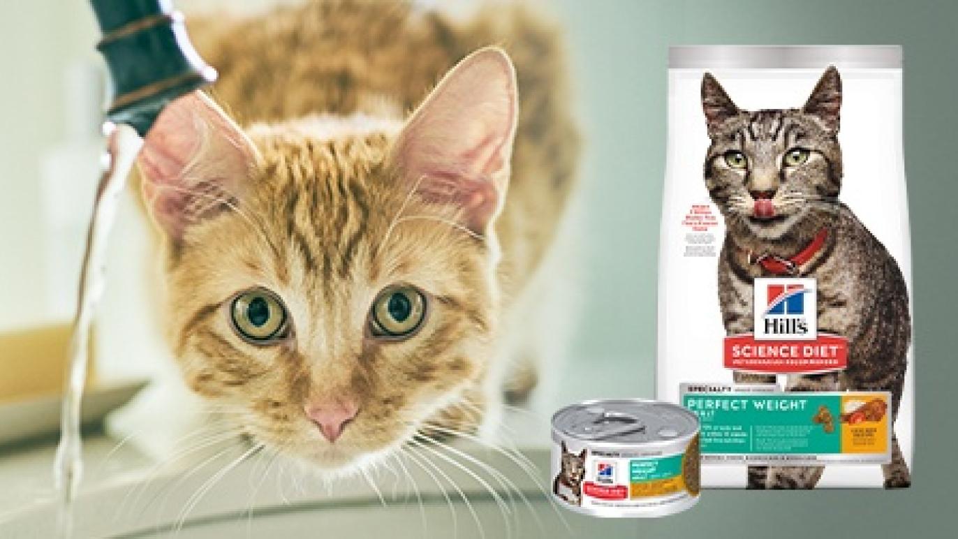 Hill's Science Diet Cat