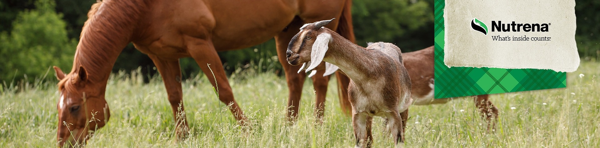 Nutrena Hero