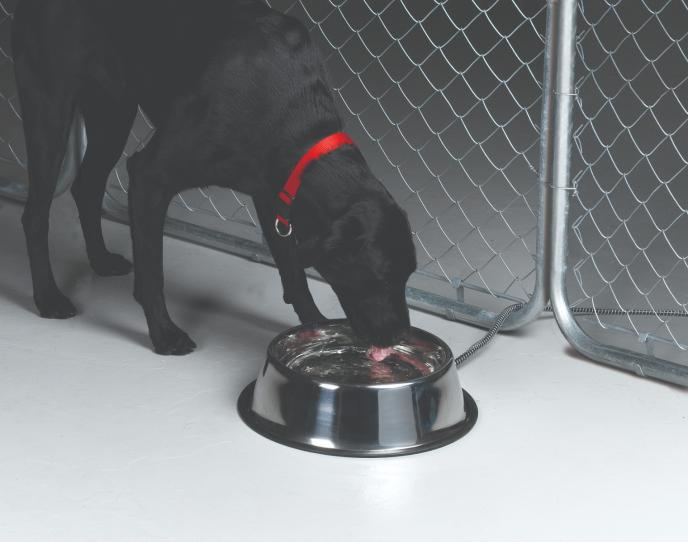 Miller MFG 5 Quart Stainless Steel Heated Pet Bowl
