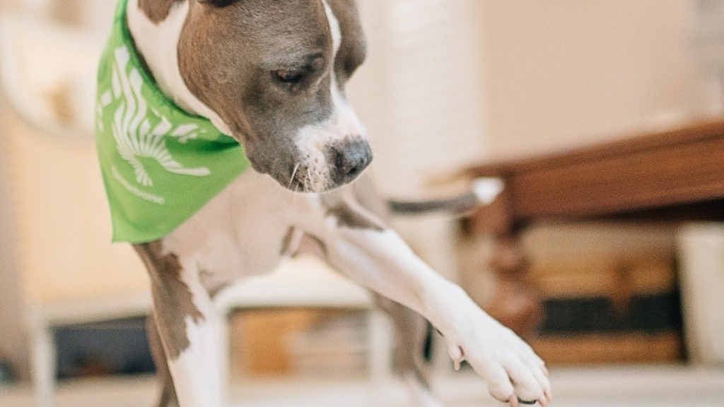 Dogs Products Sold At Shiptons Big R