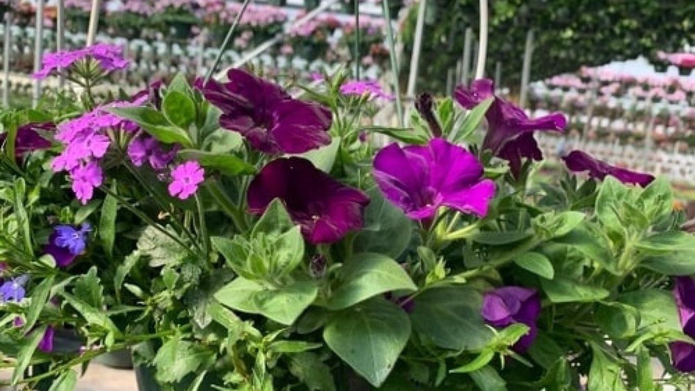 Plants, Bulbs & Seeds Products