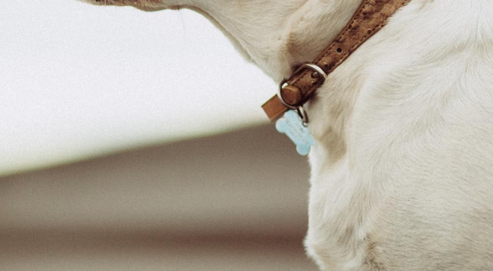 Pet Tag | Yellow Lab with Ears Flapping in wind